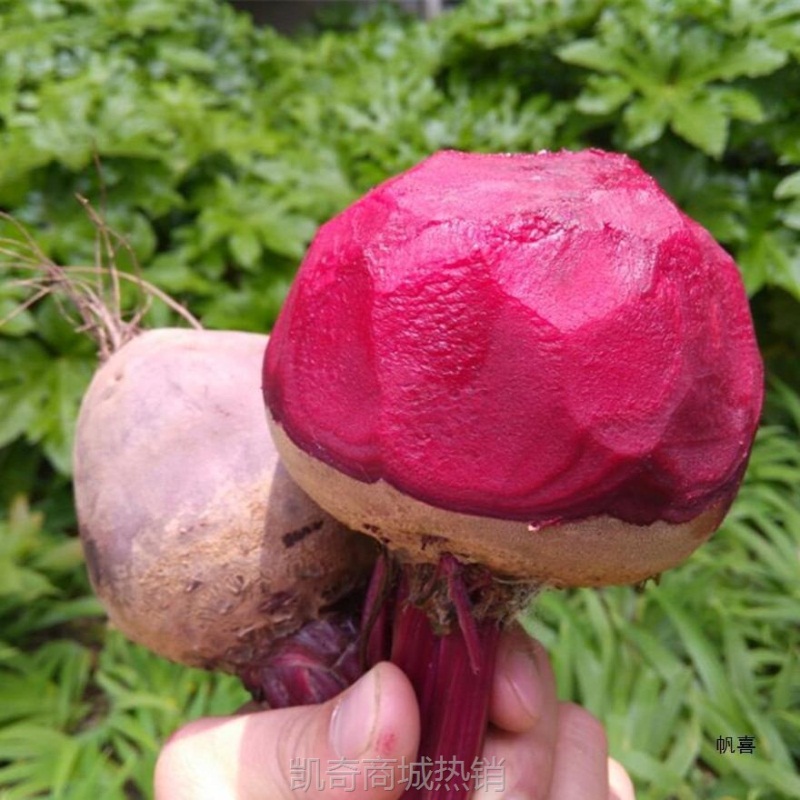 红斤紫菜甜菜根甜菜康甜菜2024新鲜益顺菜新鲜头头农家蔬菜现挖5