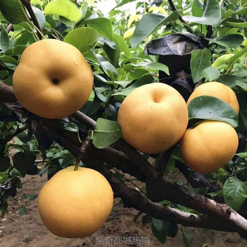 丰水梨新鲜梨子当季水果包邮黄花梨脆甜整箱应季多汁砀山梨代发