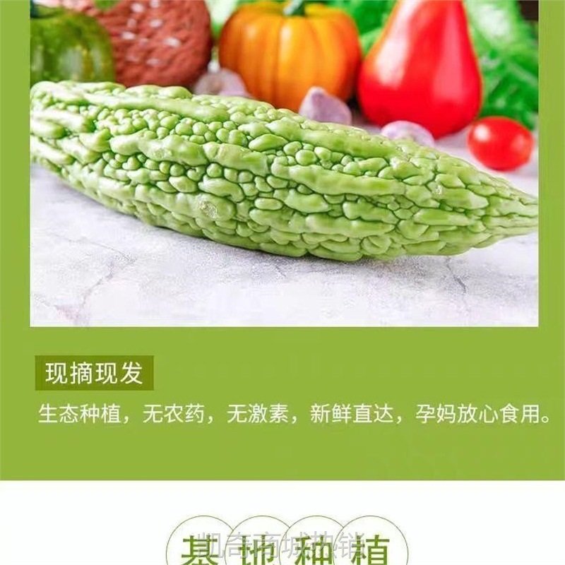 新鲜苦瓜5斤农家自种凉瓜苦瓜脆嫩营养蔬菜山东产地现摘现发当季