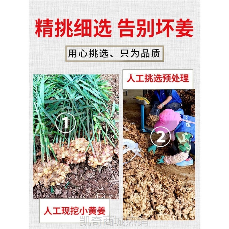 云南小黄姜生姜新鲜罗平小黄姜月子姜老姜山地土姜沙姜蔬菜