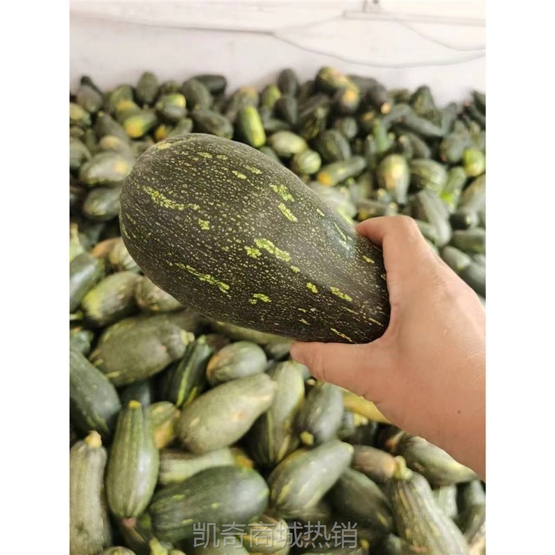 当季嫩南瓜新鲜长南瓜蔬菜黑窝瓜菜南瓜炒菜青窝瓜绿南瓜现摘整箱