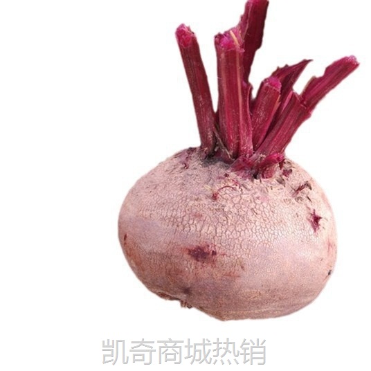 红斤紫菜甜菜根甜菜康甜菜2024新鲜益顺菜新鲜头头农家蔬菜现挖5