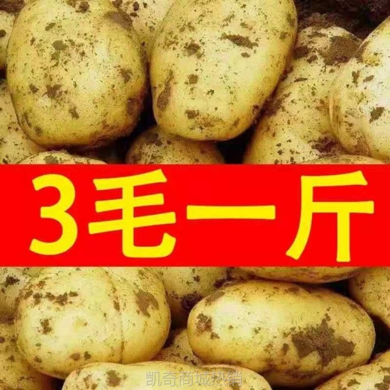 2025年当季新鲜现挖黄心沙面农家土豆高山种植粉糯马铃薯