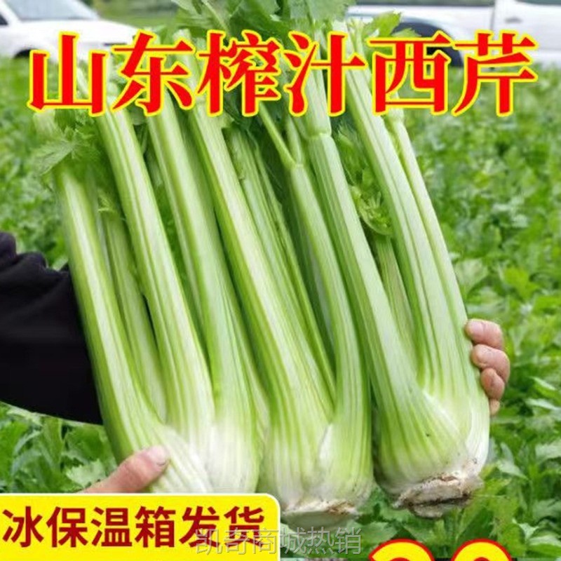 榨汁西芹新鲜大棵半叶西洋芹菜绿色蔬菜嫩心青菜香芹加冰现摘5斤