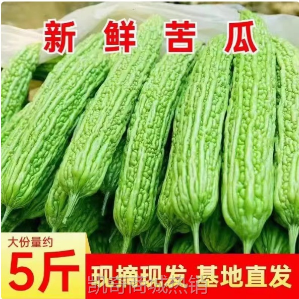 新鲜苦瓜5斤农家自种凉瓜苦瓜脆嫩营养蔬菜山东产地现摘现发当季
