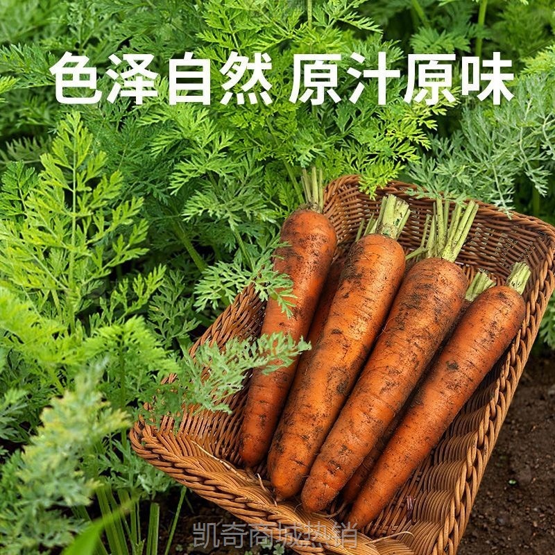 新鲜胡萝卜当季蔬菜脆甜爽口带泥整箱包邮批发农家现挖沙地红萝卜