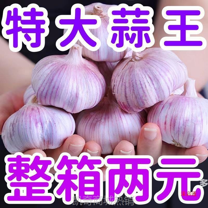 【首单直降】新干蒜紫皮大蒜头批发紫皮大蒜头大新鲜大蒜包邮
