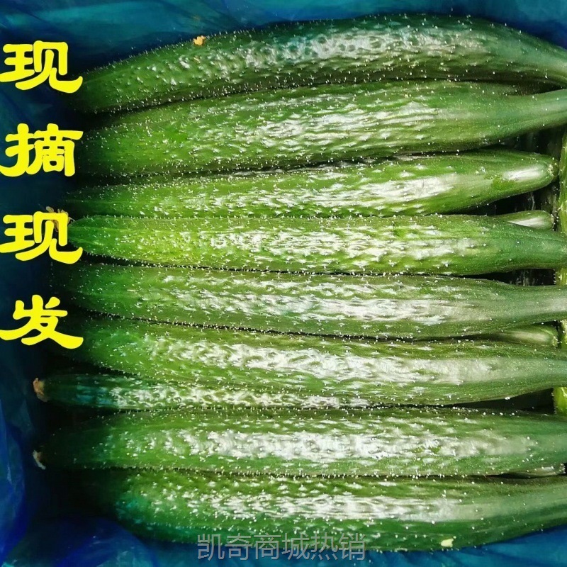 黄瓜现摘现发农家自种应季蔬菜新鲜美味生吃清脆爽口青瓜厂家批发
