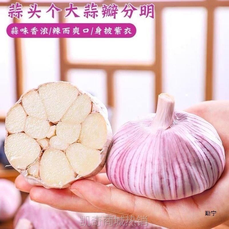 新鲜大蒜蒜红皮大干子紫皮降价山东大蒜头带头批发金乡