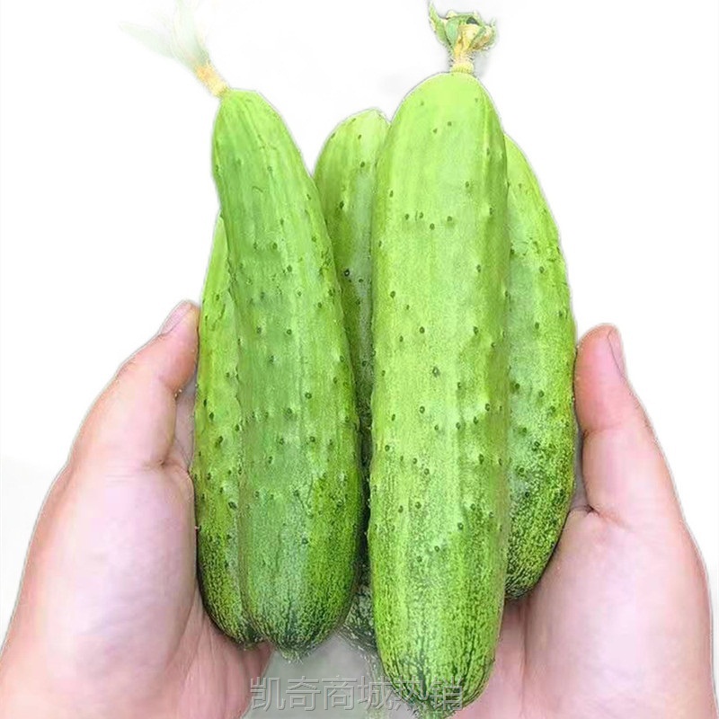 烟台水果黄瓜5斤3基地直供现摘新鲜蔬菜水果小黄瓜非海阳白玉黄瓜