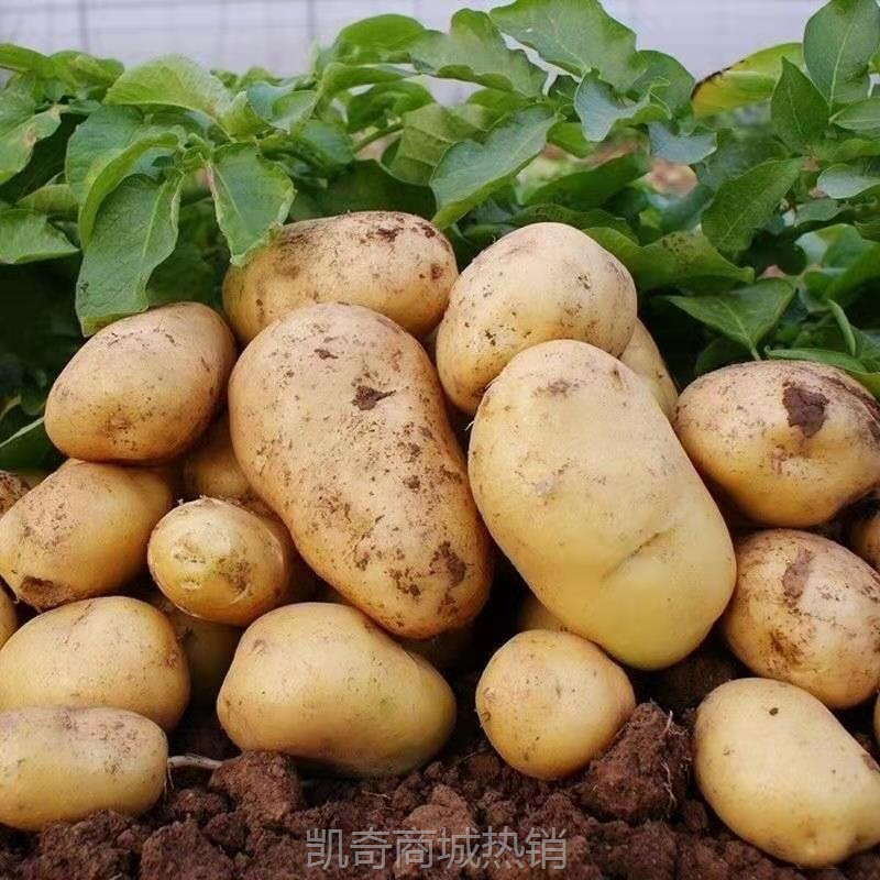 土豆低价包邮批发洋芋挖白皮蔬菜马铃薯白心农家自种现新鲜