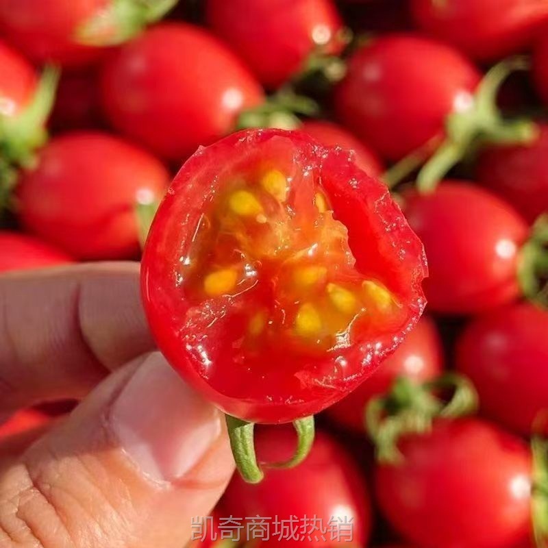 云南圣女果新鲜水果小番茄蔬菜甜西红柿可生吃非千禧整箱包邮批发