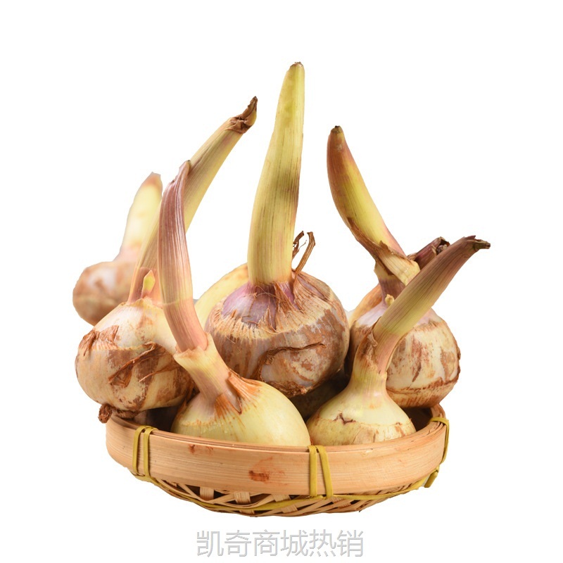 云南白茨菇应季新鲜蔬菜软糯香甜产地现挖现发直供鲜挖