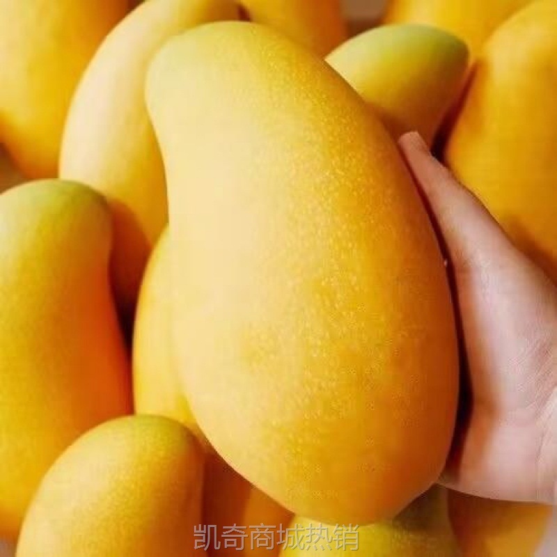海南金煌芒新鲜水仙芒果斤装整箱薄皮当季孕妇水果果园直发包邮无