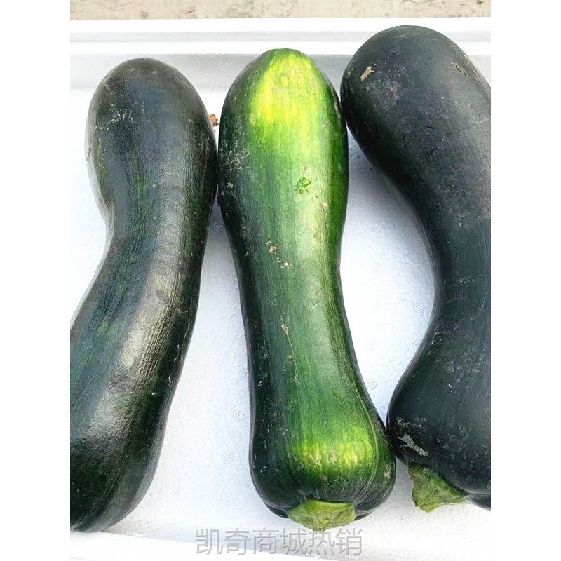 当季嫩南瓜新鲜长南瓜蔬菜黑窝瓜菜南瓜炒菜青窝瓜绿南瓜现摘整箱