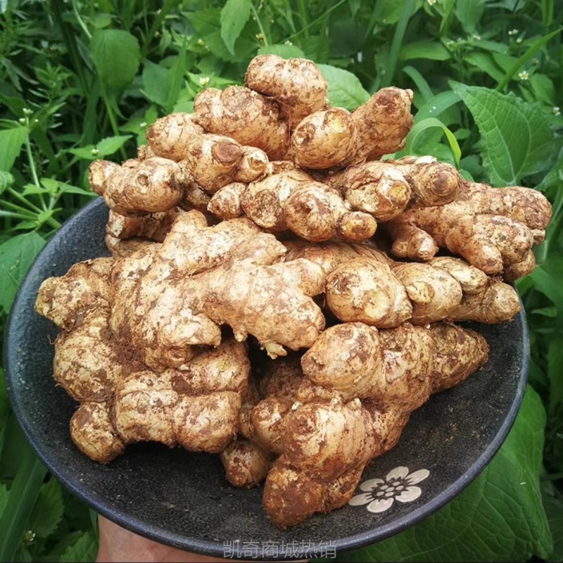 正宗云南小黄姜新鲜现挖1/2/3/5/9斤生沙地老姜调味新鲜蔬菜