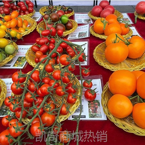 内蒙赤峰番茄之乡无公害西红柿番茄西红柿新鲜碱地硬果番茄耐运输