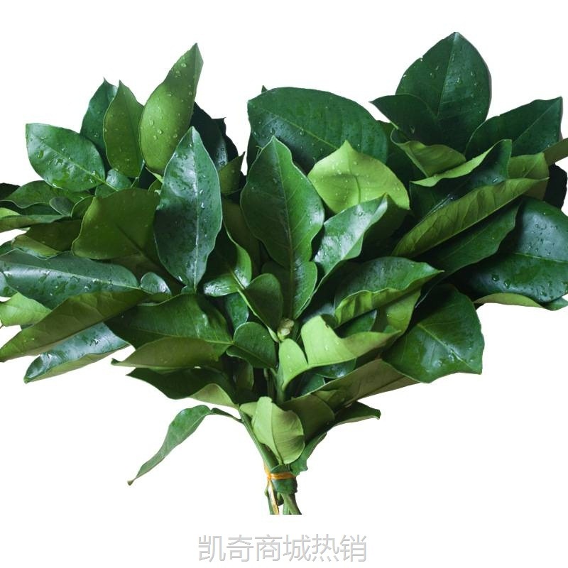 现摘柚子叶去晦气 开运转运乔迁新居折福 年老树绿色新鲜带枝叶