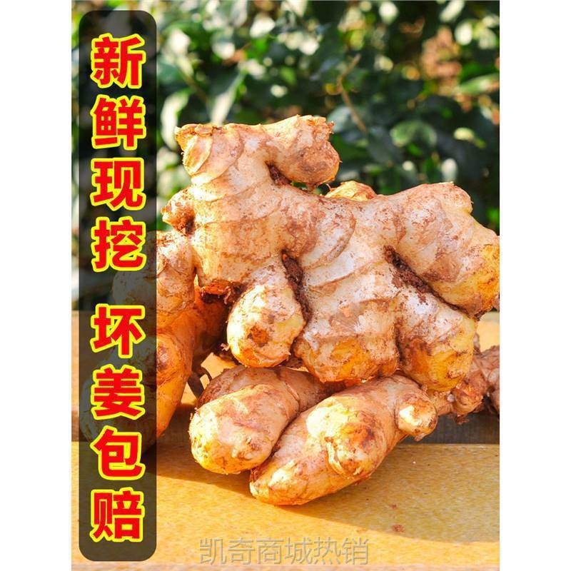 云南小黄姜生姜新鲜罗平小黄姜月子姜老姜山地土姜沙姜蔬菜