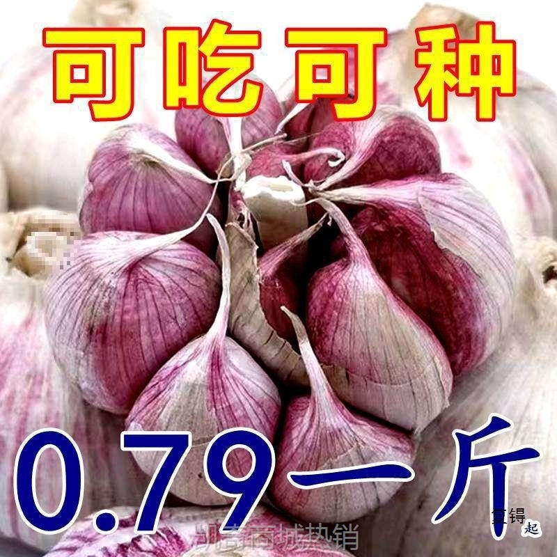 2025整箱干蒜大低价新鲜大蒜头新干大蒜头金乡蒜紫皮大蒜包邮散装