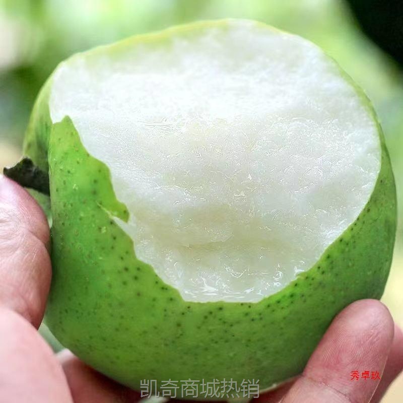 梨子新鲜水果赣州青梨斤皇冠梨当季翠冠梨香酥蜜早雪梨整箱直销