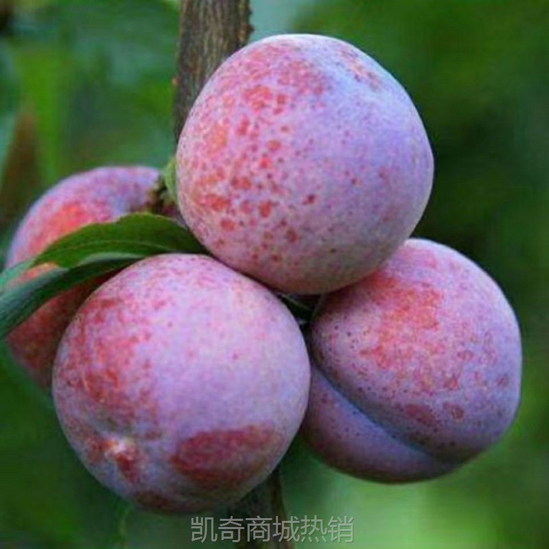 当季新鲜现摘酸甜脆李大果孕妇水果鲜李子斤整箱批发代发