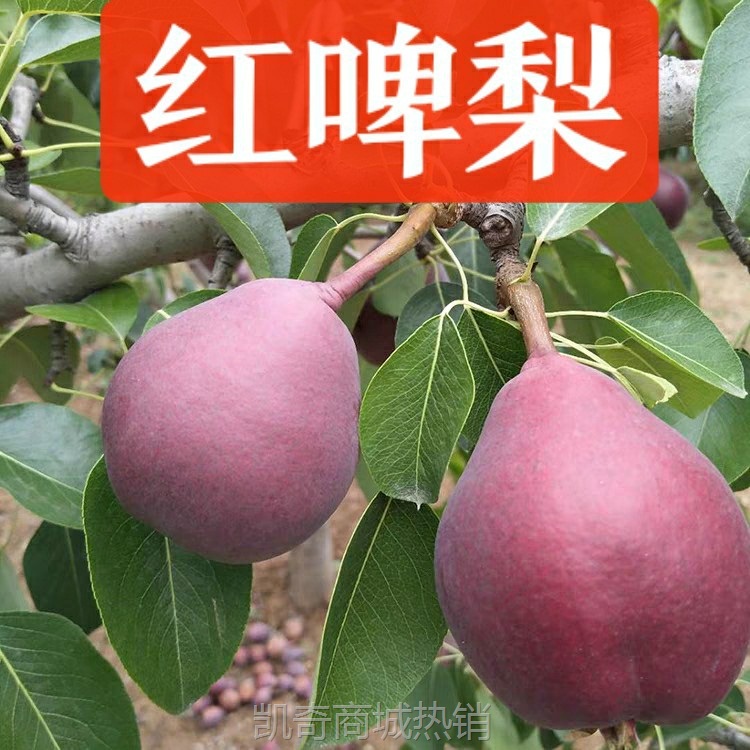 红啤梨当季水果新鲜太婆梨彩啤梨西洋红梨一面红梨红皮啤酒梨5斤
