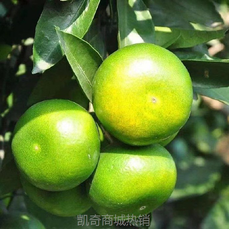 宜昌蜜桔无籽青皮蜜橘鲜酸甜薄皮源头产地直发批发供货源头直发
