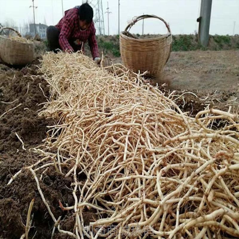 鱼腥草折耳根5斤新鲜嫩芽凉拌下饭菜贵州特产湖北四川拌香菜野菜