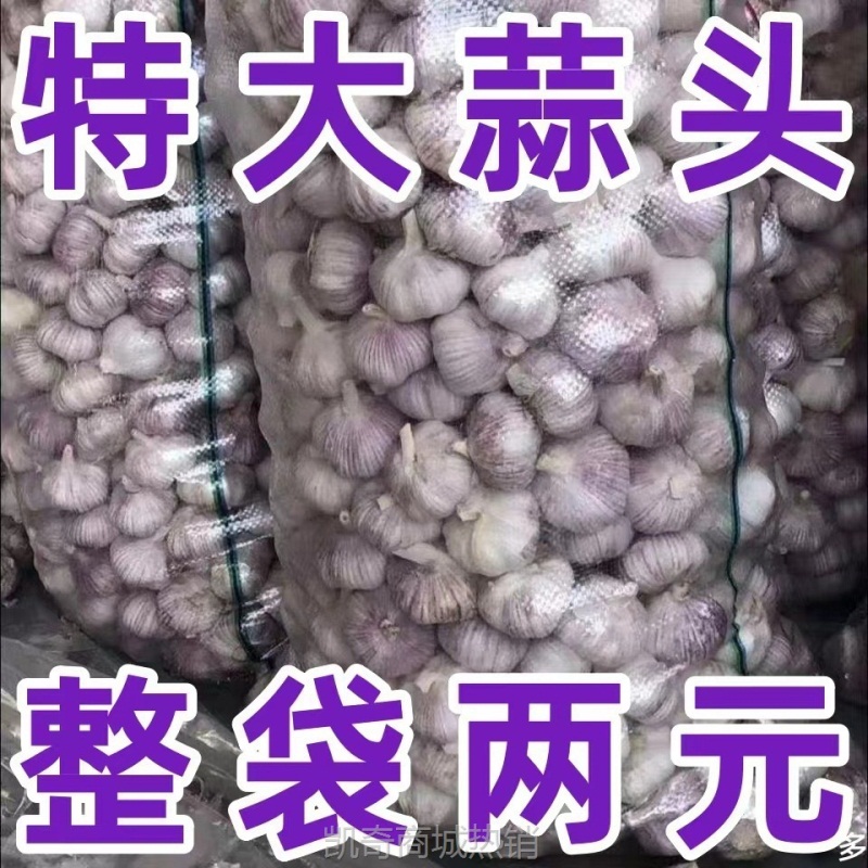 【首单直降】新干蒜紫皮大蒜头批发紫皮大蒜头大新鲜大蒜包邮