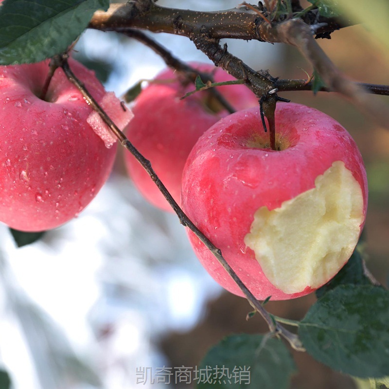 产地现货烟台红富士苹果新鲜水果批发脆甜可口红富士苹果代发优质