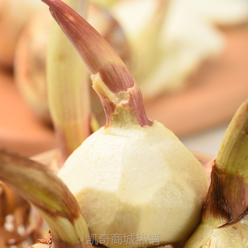 云南白茨菇应季新鲜蔬菜软糯香甜产地现挖现发直供鲜挖