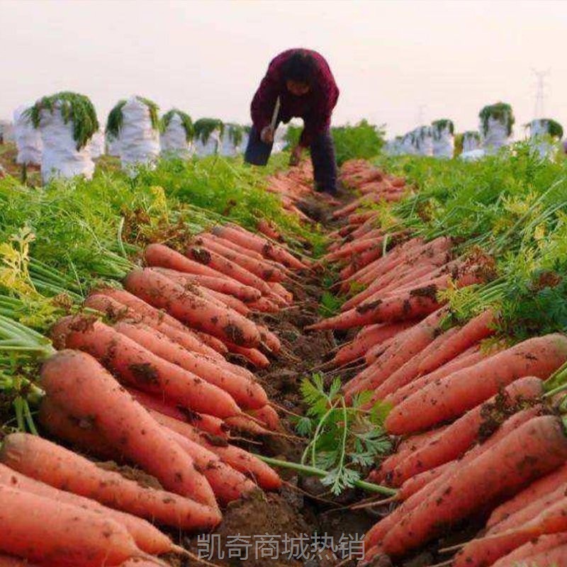 胡萝卜5斤整箱新鲜蔬菜脆甜爽口带泥包邮3批发10农家现挖沙地萝卜
