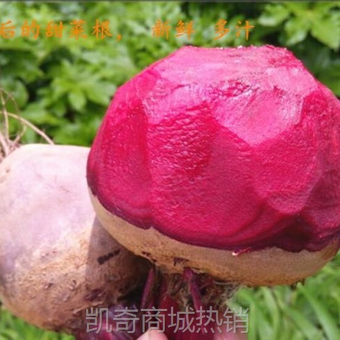 红斤紫菜甜菜根甜菜康甜菜2024新鲜益顺菜新鲜头头农家蔬菜现挖5