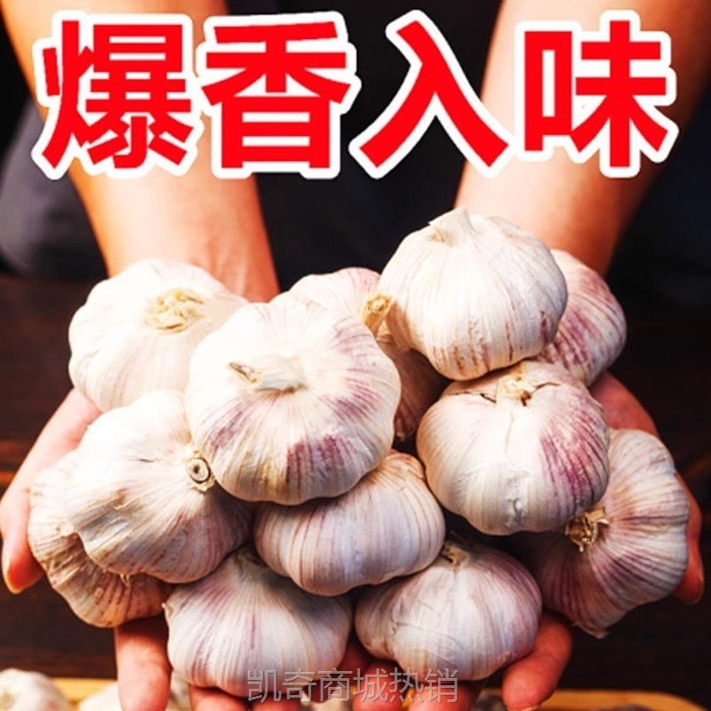 河南紫皮大蒜头干蒜5斤蒜头2025今年新鲜大蒜农家自种子独蒜批发