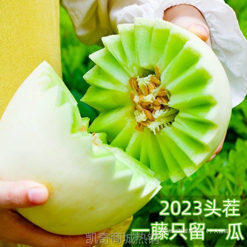 山东冰淇淋玉菇甜瓜新鲜水果当季整箱香瓜蜜瓜羊角哈蜜瓜9斤玉茹