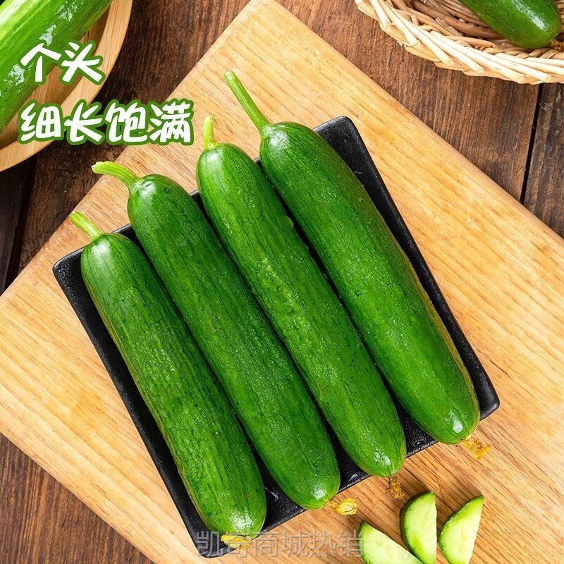寿光蔬菜水果黄瓜生吃脆新鲜5斤青瓜荷兰当季无刺小黄瓜现摘包邮