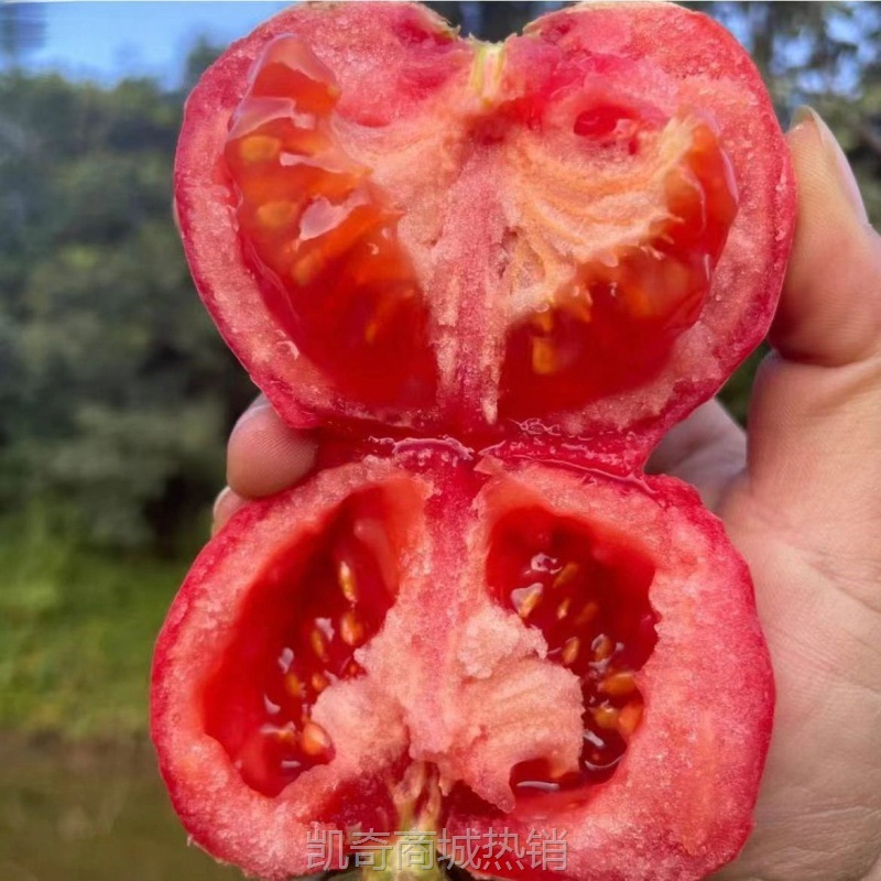 普罗旺斯西红柿批发沙瓤新鲜番茄生吃现摘水果普罗旺斯自然季整箱