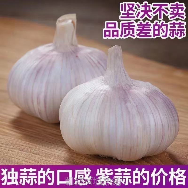【紫皮大蒜】网红大蒜头干蒜紫皮大蒜头干蒜特大新鲜大蒜批发价