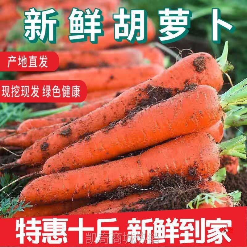 萝卜现发红心新鲜蔬菜挖沙地萝卜胡萝卜新鲜斤现水果10红萝卜陕西