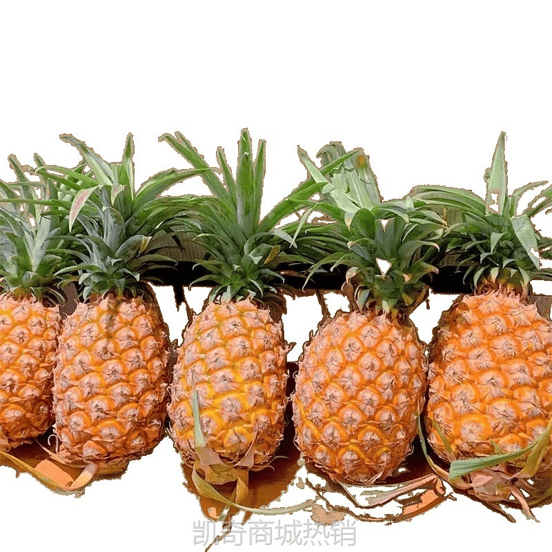 金钻凤梨斤精选树上熟当季热带新鲜水果非菠萝手撕云南整箱