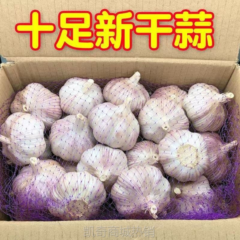 【紫皮大蒜】网红大蒜头干蒜紫皮大蒜头干蒜特大新鲜大蒜批发价