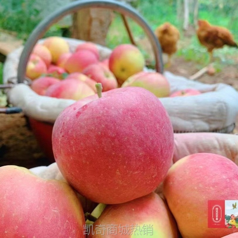 新疆阿克苏嘎啦苹果新鲜水果当季孕妇水果2025现摘脆甜小苹果整箱