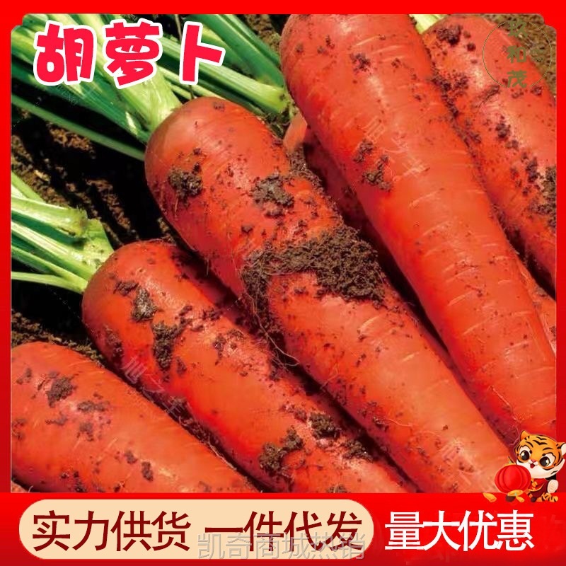 胡萝卜10斤整箱沙地萝卜新鲜蔬菜脆甜爽口带泥批发农家现挖胡萝卜