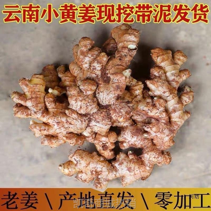 生姜批发云南小黄姜老姜新鲜现挖嫩姜月子姜大块黄姜新鲜蔬菜批发