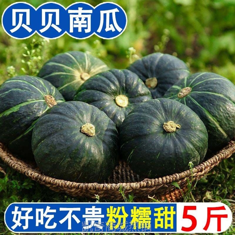 贝贝南瓜新鲜板栗味5斤包邮宝宝辅食南瓜 农家种植蔬菜 一件代发