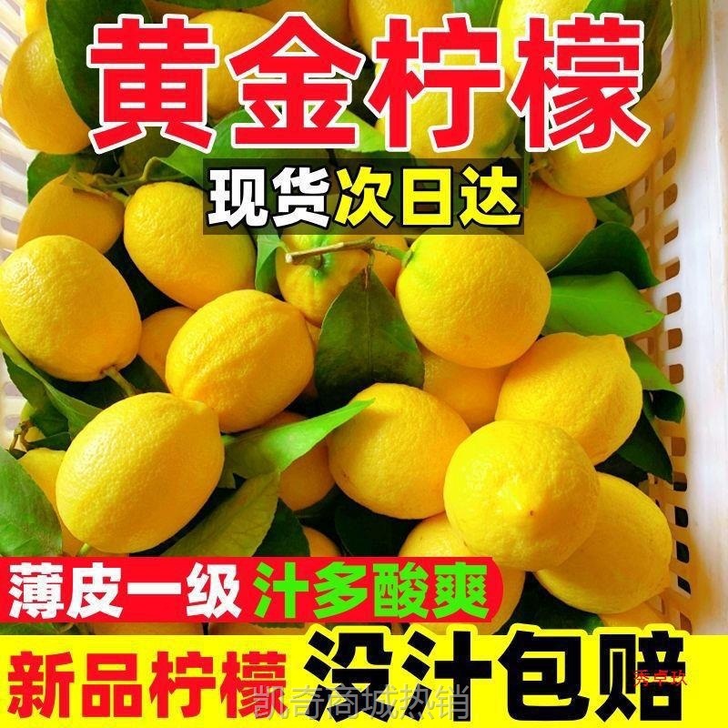 泡水柠檬斤现摘现发多汁黄柠檬新鲜安岳水果皮薄包邮10奶茶店四川
