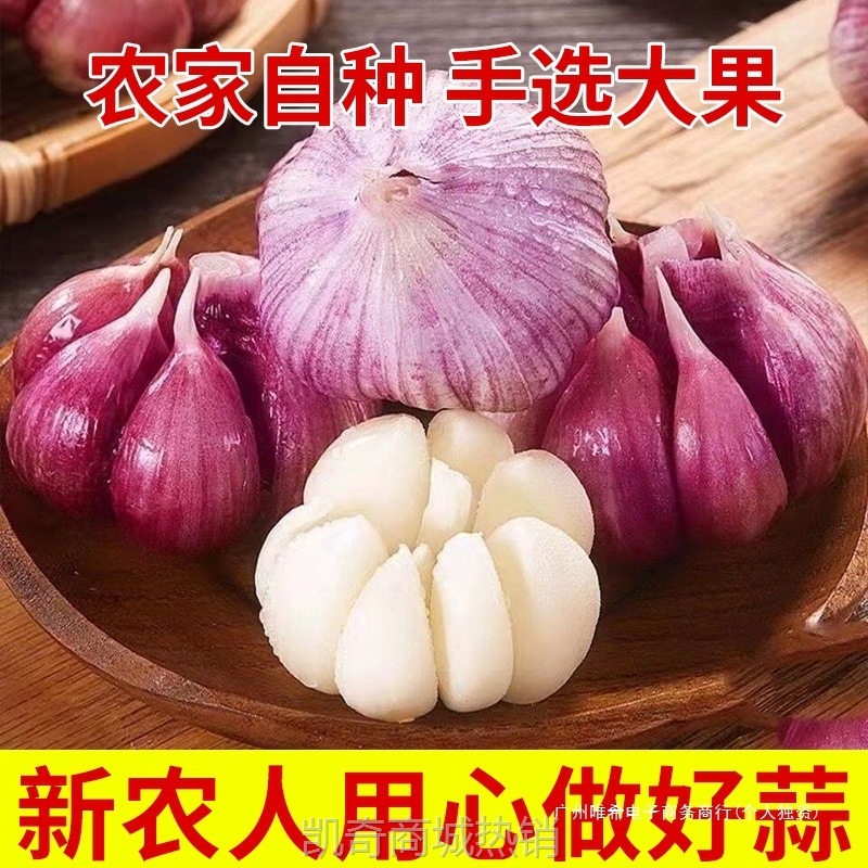 【特价】2025现挖新蒜杞县紫皮大蒜头腌制糖蒜醋蒜新鲜红白皮大蒜