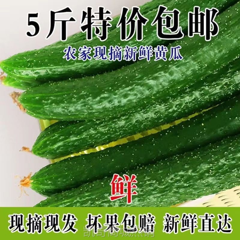 黄瓜现摘现发农家自种应季蔬菜新鲜美味生吃清脆爽口青瓜厂家批发