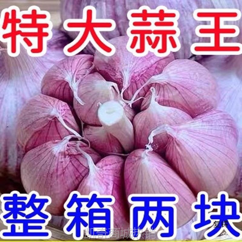 2025整箱干蒜大低价新鲜大蒜头新干大蒜头金乡蒜紫皮大蒜包邮散装